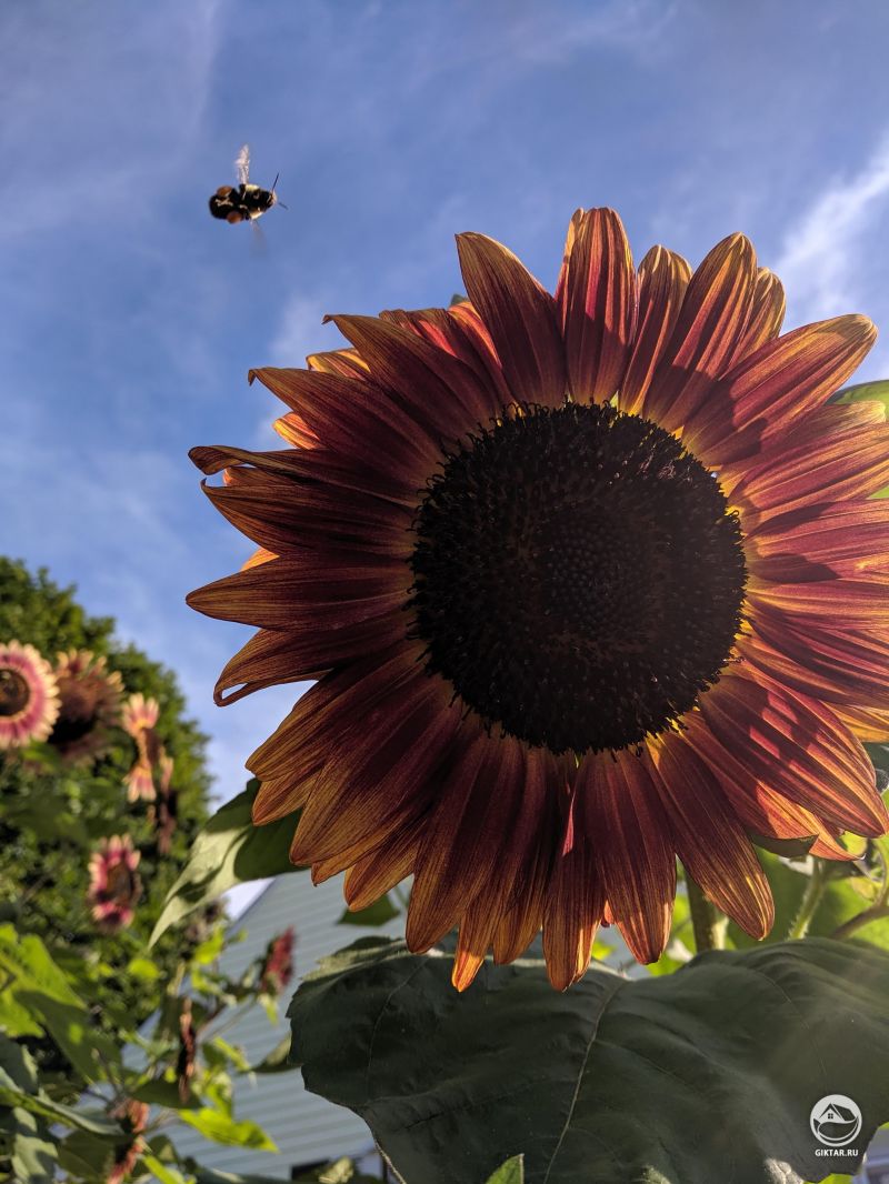 Подсолнух и пчела