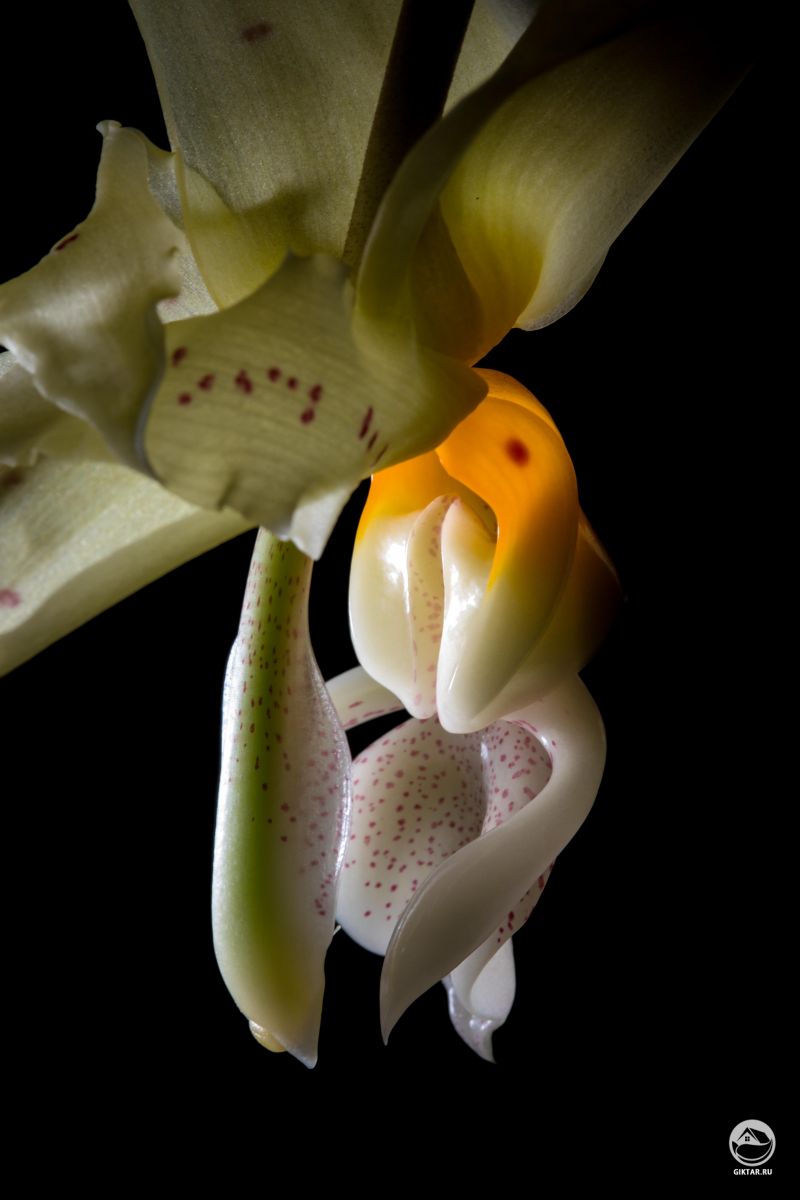  Орхидея Stanhopea Wardii 