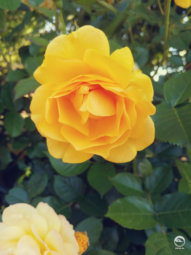 Великолепные мускатные желтые розы моей бабушки.