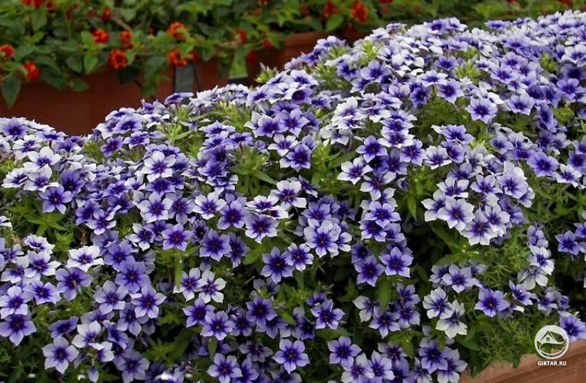 Однолетние флоксы (флокс Друммонда) Однолетние флоксы или флокс Друммонда