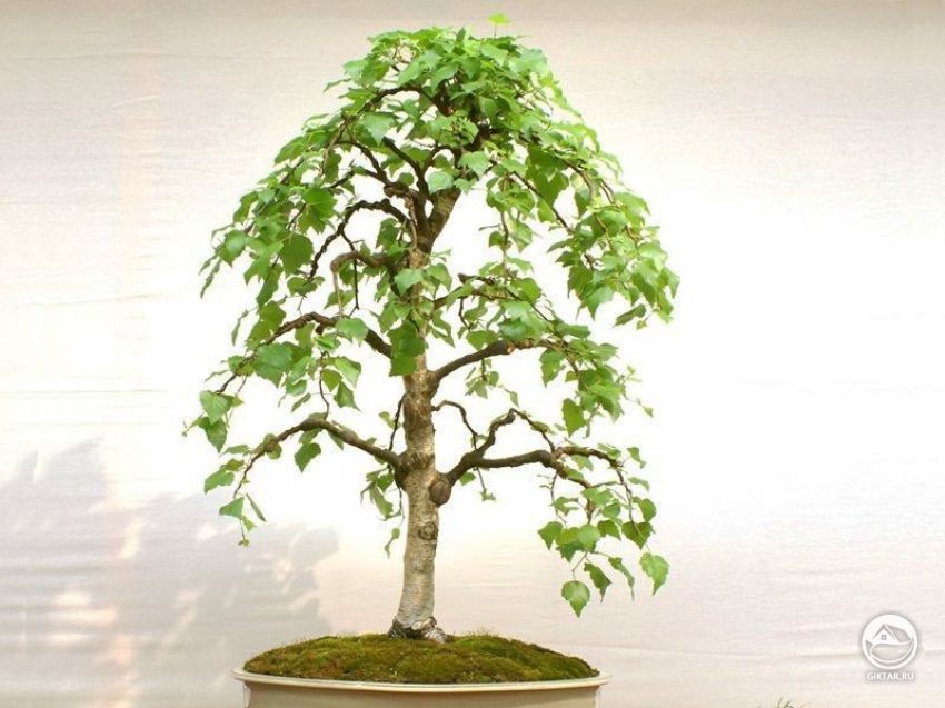 Береза. бонсай Береза. бонсай