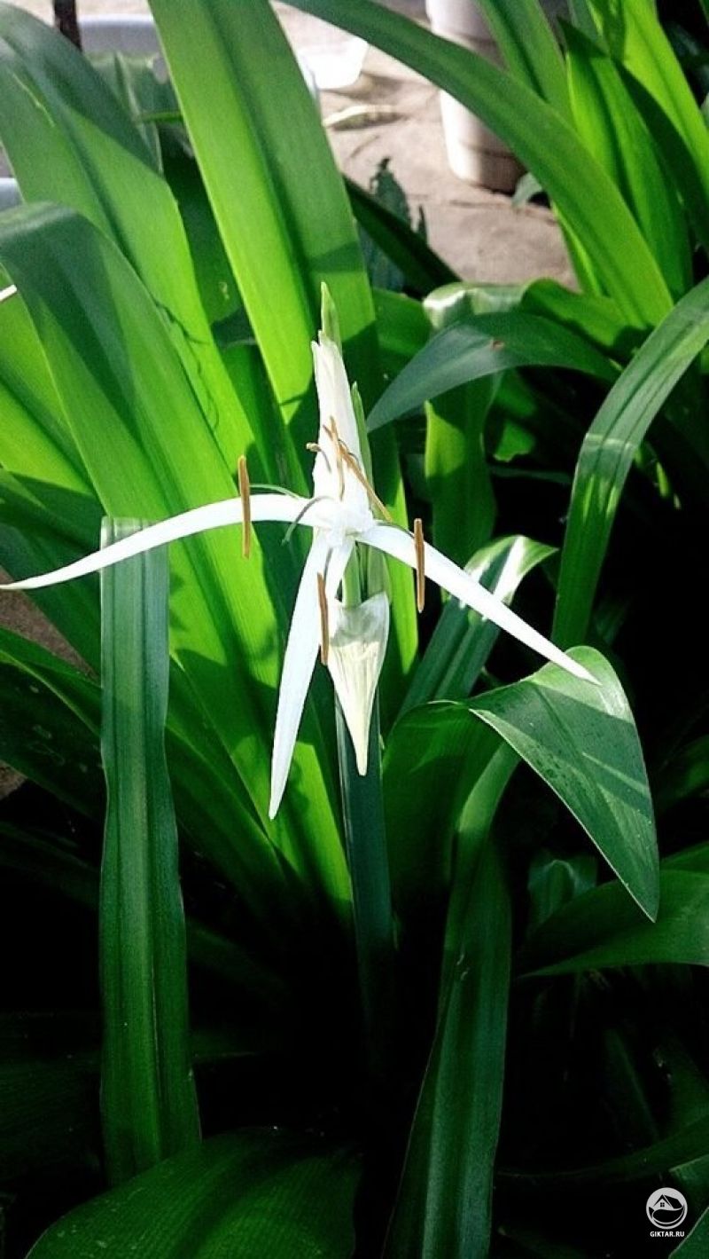 Гименокаллис карибский