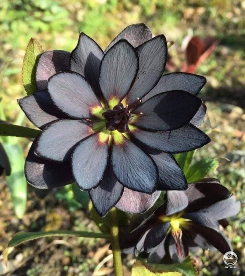 Морозник черный