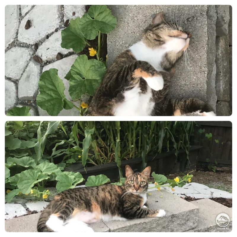 Она любит помогать мне в саду