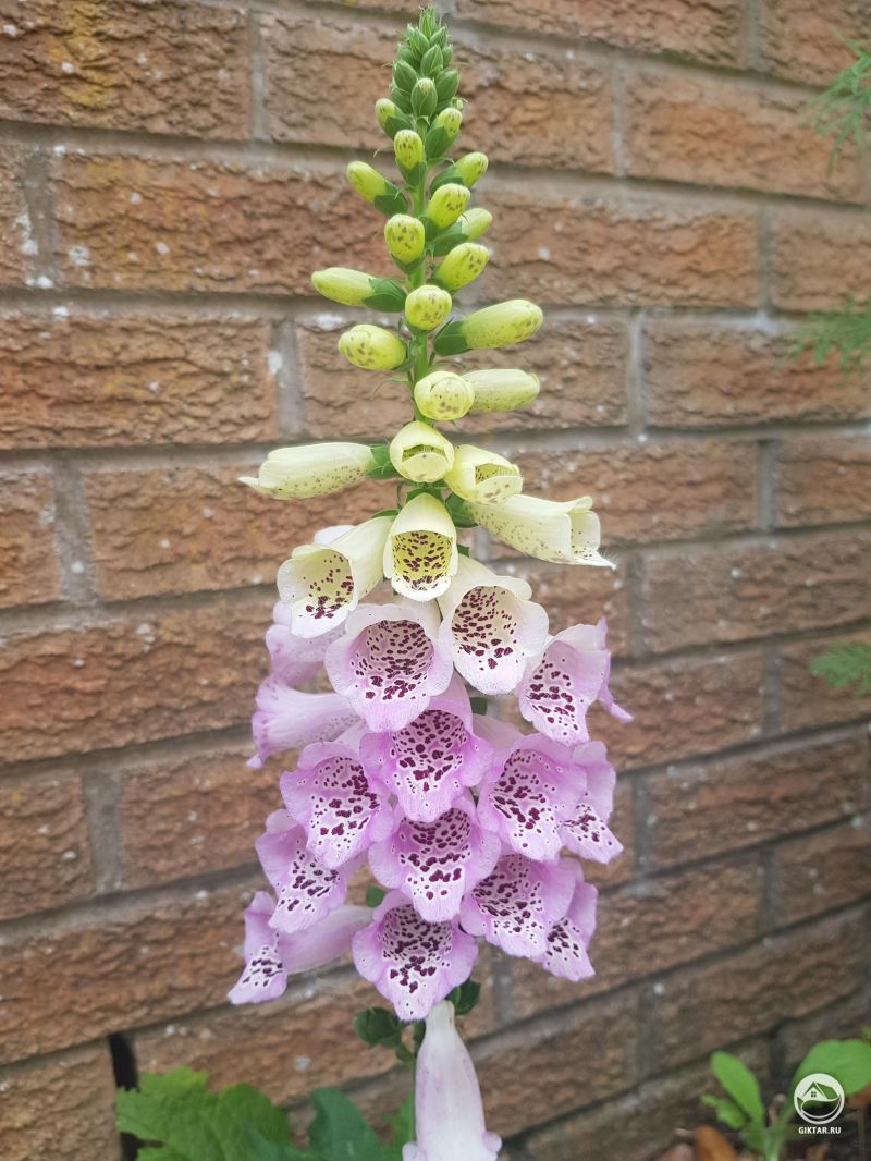 Наперстянка лавандова