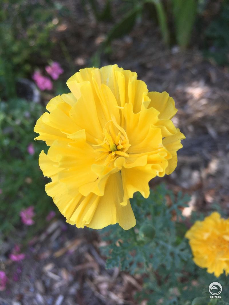 Я не большой поклонник калифорнийских маков, но купила этот "Золотой шифон", как только я увидела его!