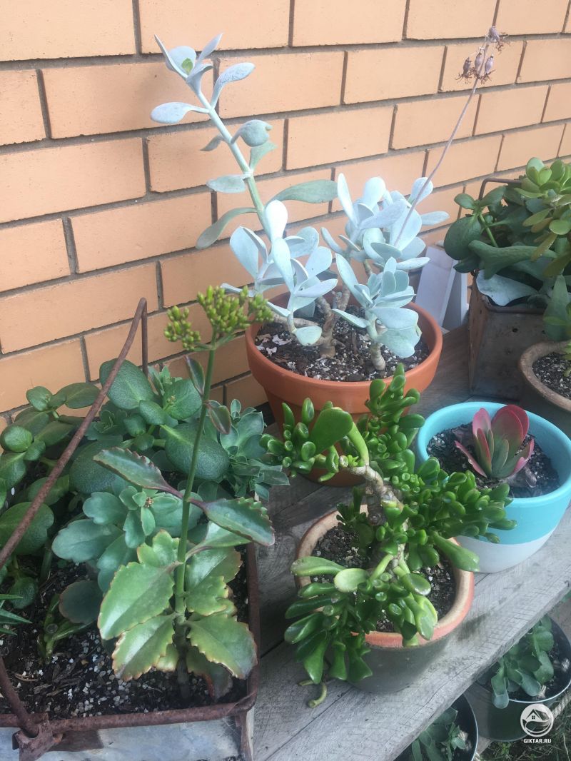 Мой суккулентный садик