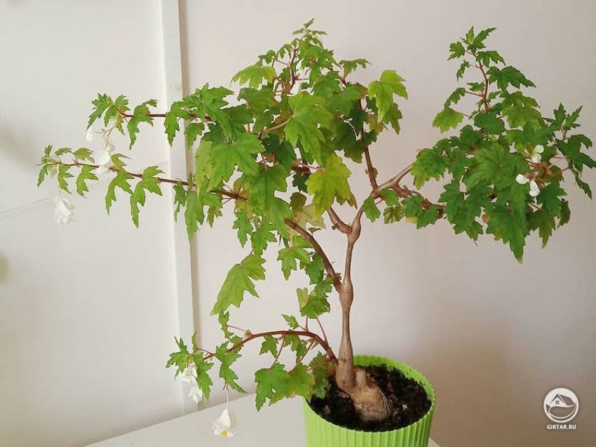 Каудексная бегония бонсай Каудексная бегония. Выращивание, Уход, Полив. Формировка бонсай.