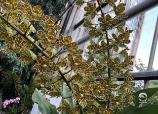 Грамматофиллум, цветущий в оранжерее