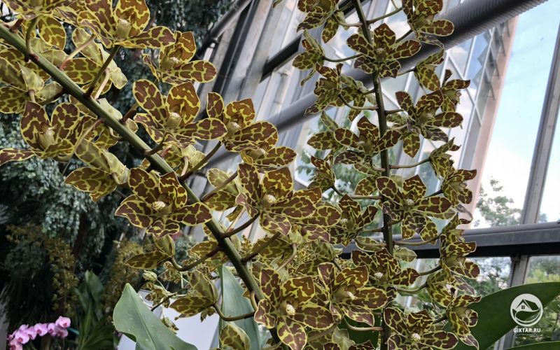 Грамматофиллум, цветущий в оранжерее