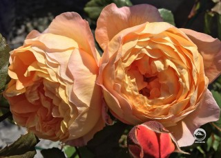 Роза Леди Эмма Гамильтон, это моя самая любимая из всех роз в моем саду.