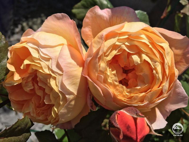 Роза Леди Эмма Гамильтон, это моя самая любимая из всех роз в моем саду.