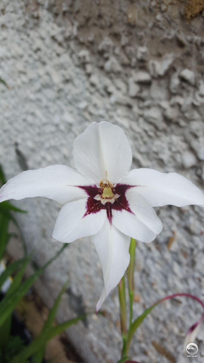 Нужна помощь в идентификации этого цветка.