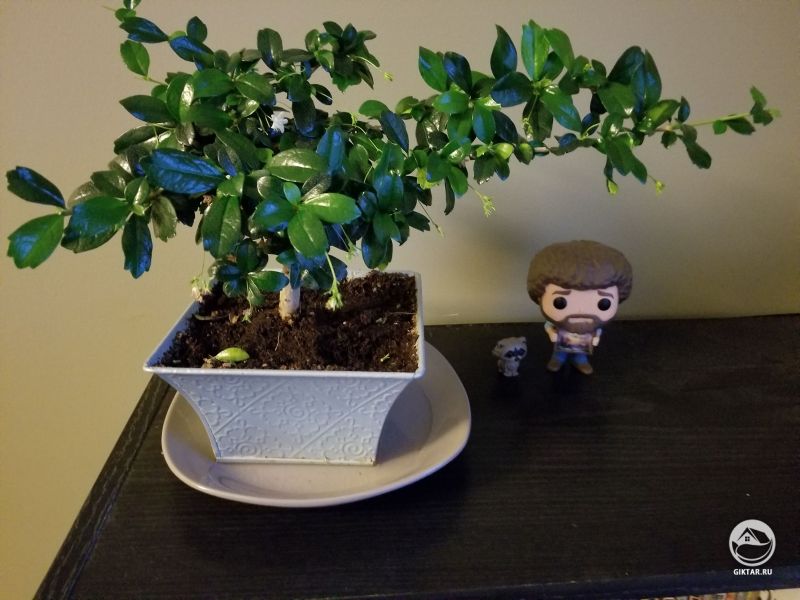 Кармона притупленная или филиппинское чайное дерево.