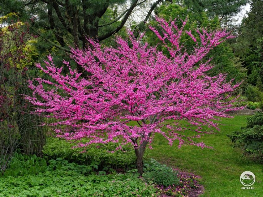 Багрянник канадский Багрянник канадский . Цветение.