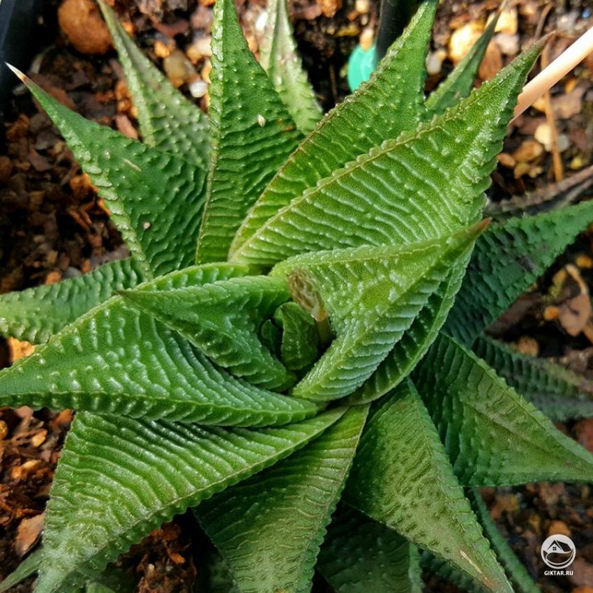 хавортия лимифолия хавортия лимифолия - суккулент с плотной розеткой из конусовидных листьев покрытых волнистым узором.