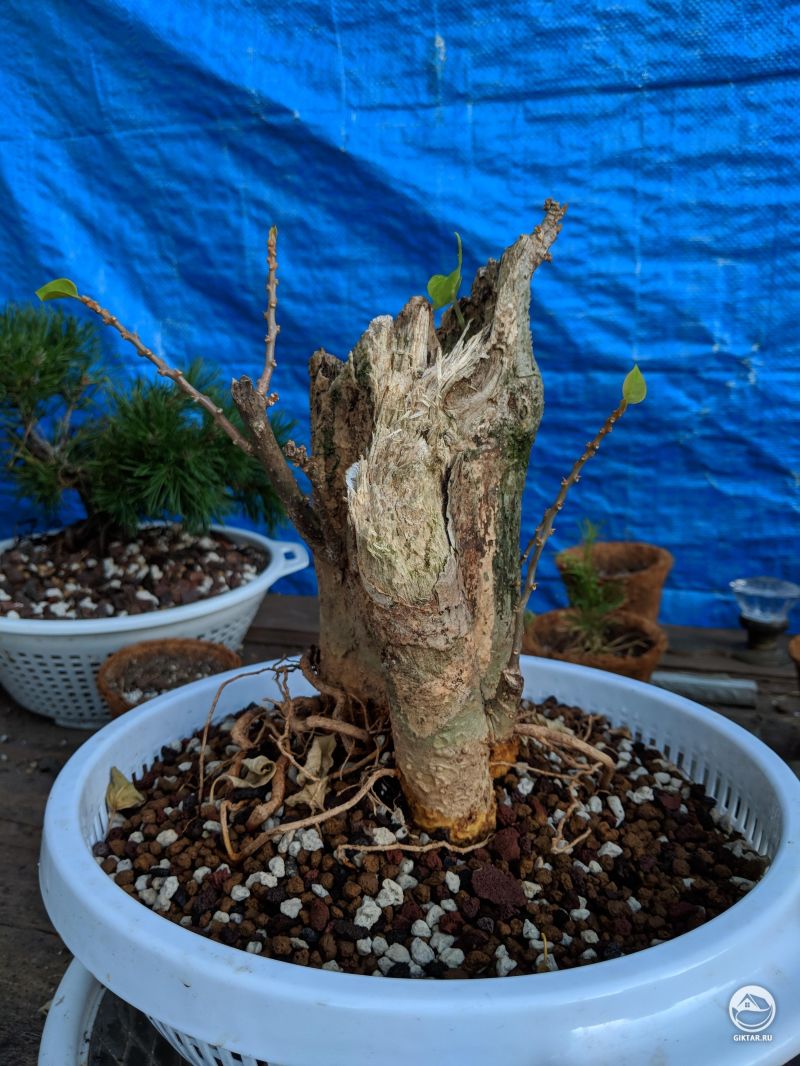 Бугенвиллея. Бонсай