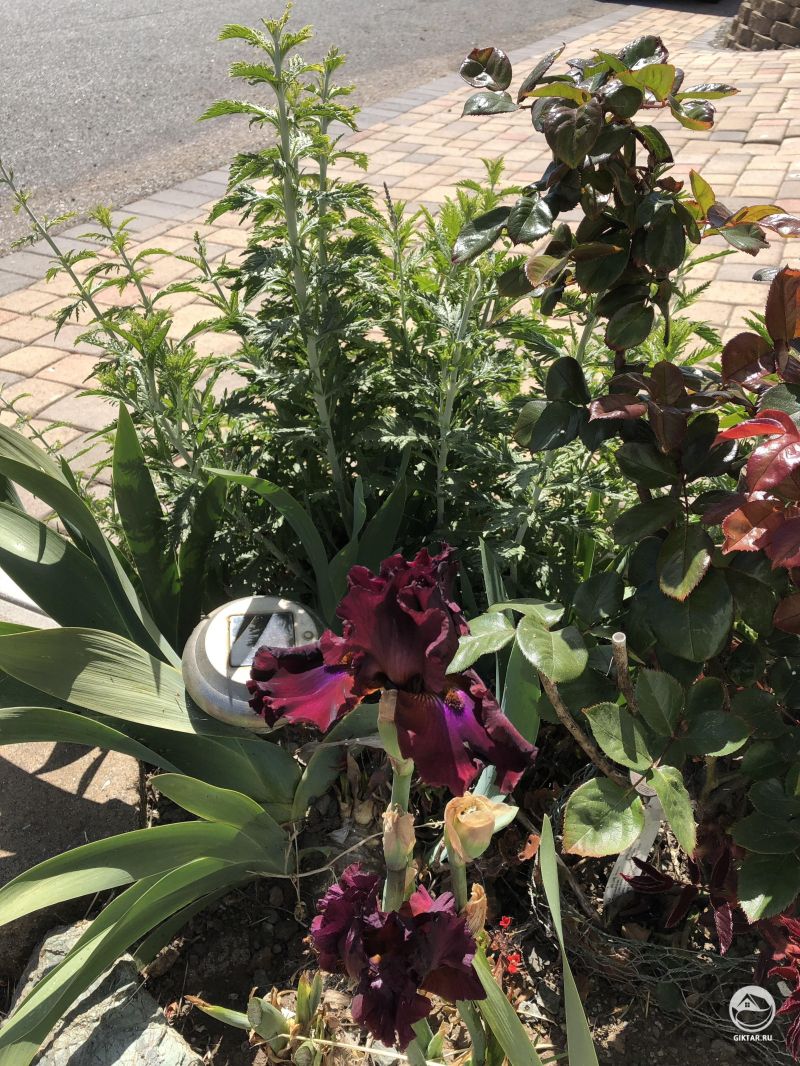 Ирисы сорта “Раненый воин”