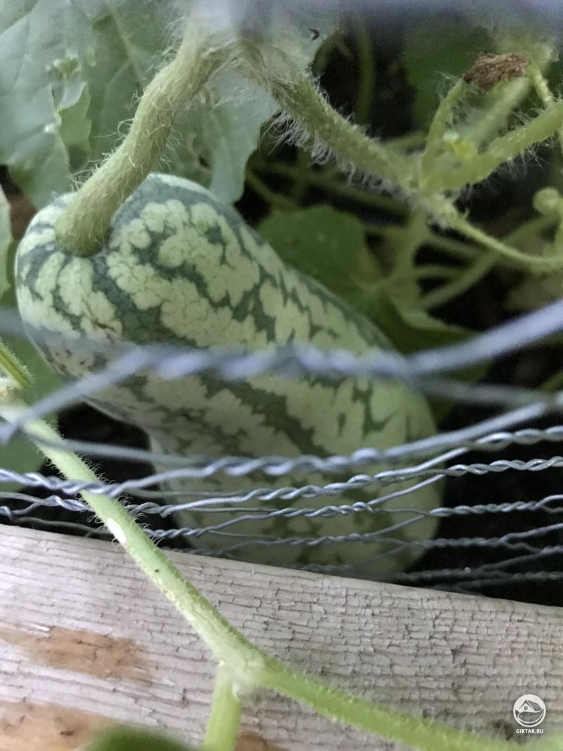 Мой арбуз скоро созреет .