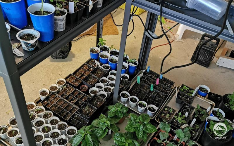 Моя рассада