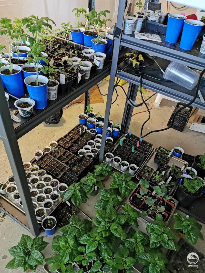 Моя рассада