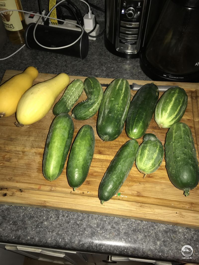 Сегодняшний урожай овощей.