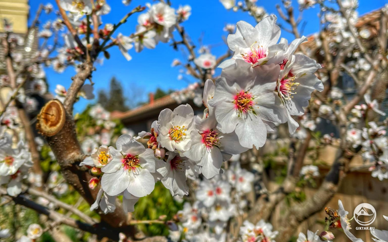 Миндаль зацвел