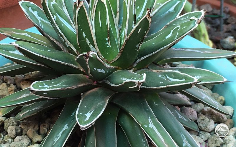 Агава Виктория