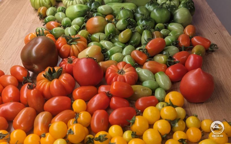 Мой урожай томатов