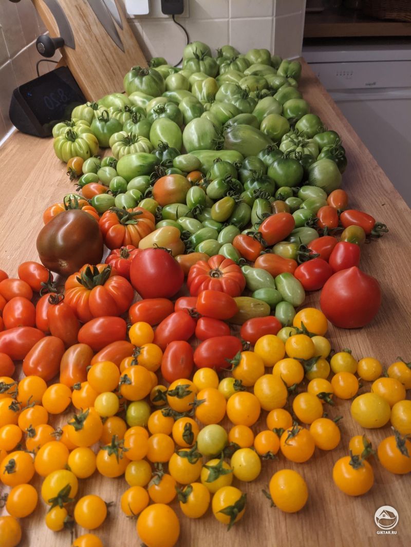 Мой урожай томатов