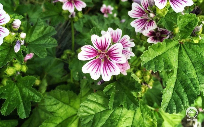 Довольно пестрый алтей (или мальва)