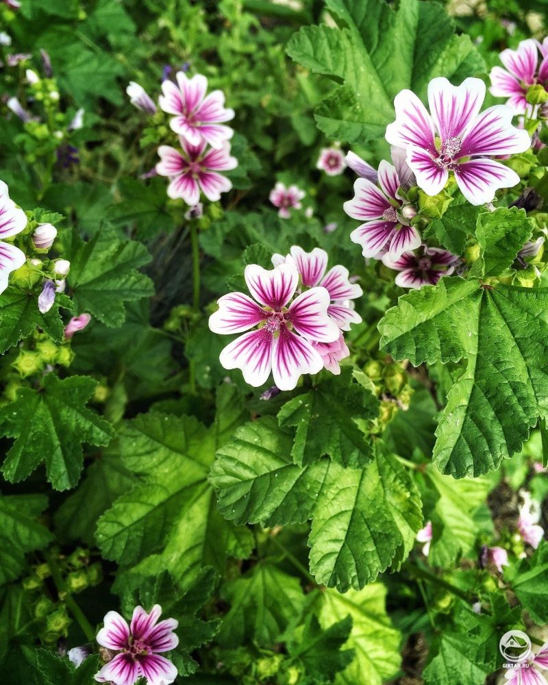 Довольно пестрый алтей (или мальва)