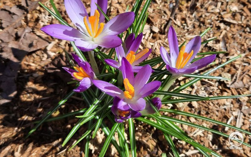 Крокусы