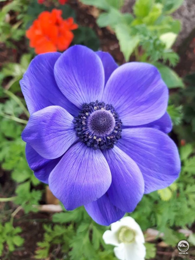 Самый совершенный цветок, который я когда-либо вырастил : Анемона из луковицы