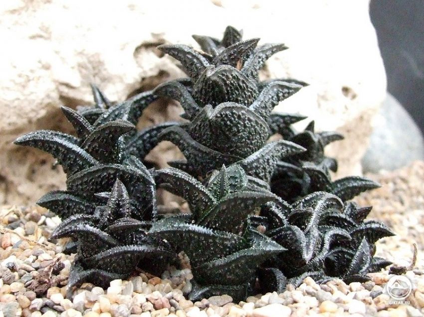 хавортия черная