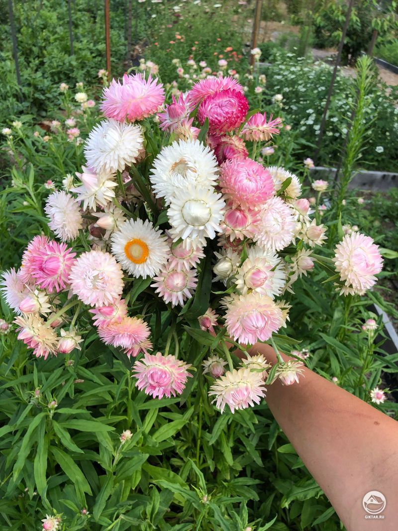 Бессметрники белые и розовые