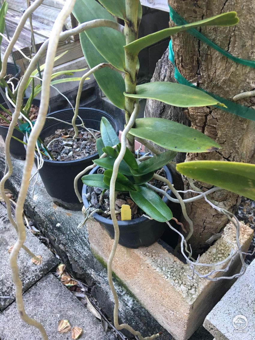 Ренантера - что делать с детками?