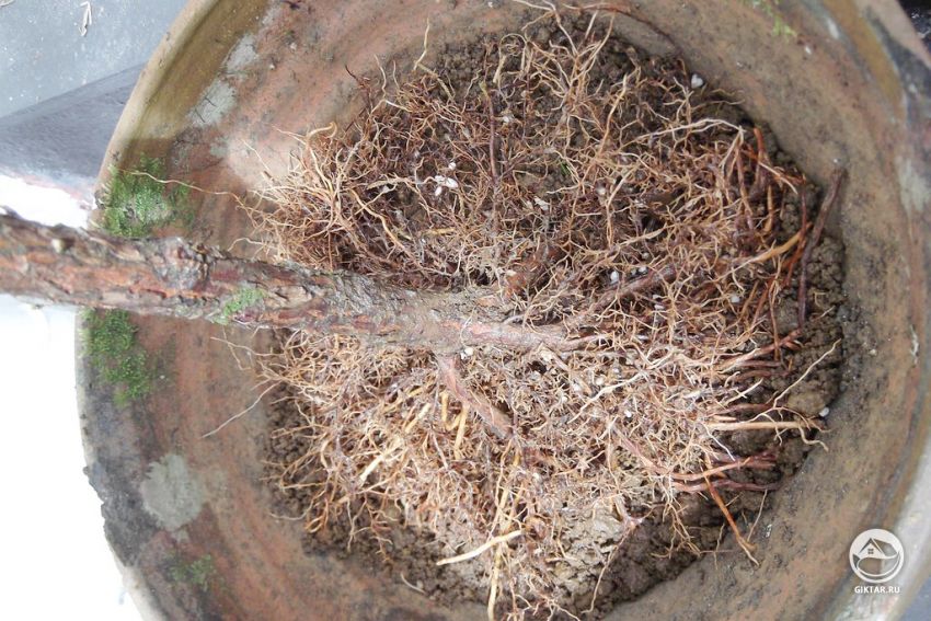 Посадка дерева после первичной обрезки корней Посадка дерева после первичной обрезки корней