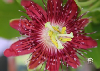 Пассифлора: красный цветок