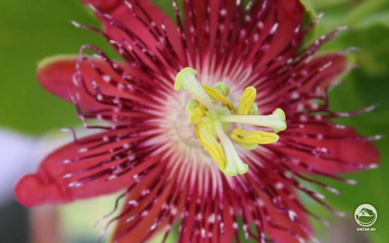 Пассифлора: красный цветок