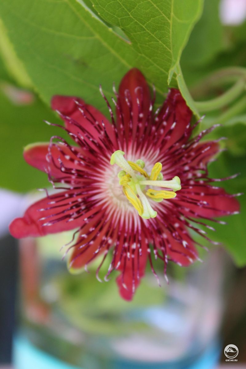 Пассифлора: красный цветок