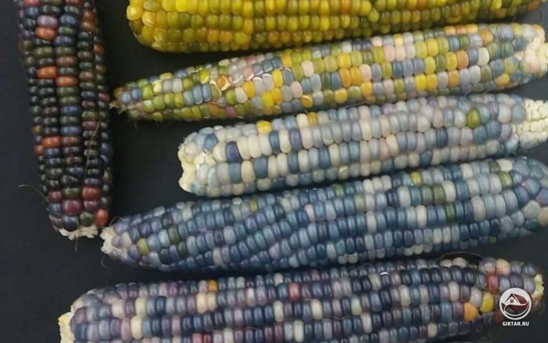 Радужная кукуруза