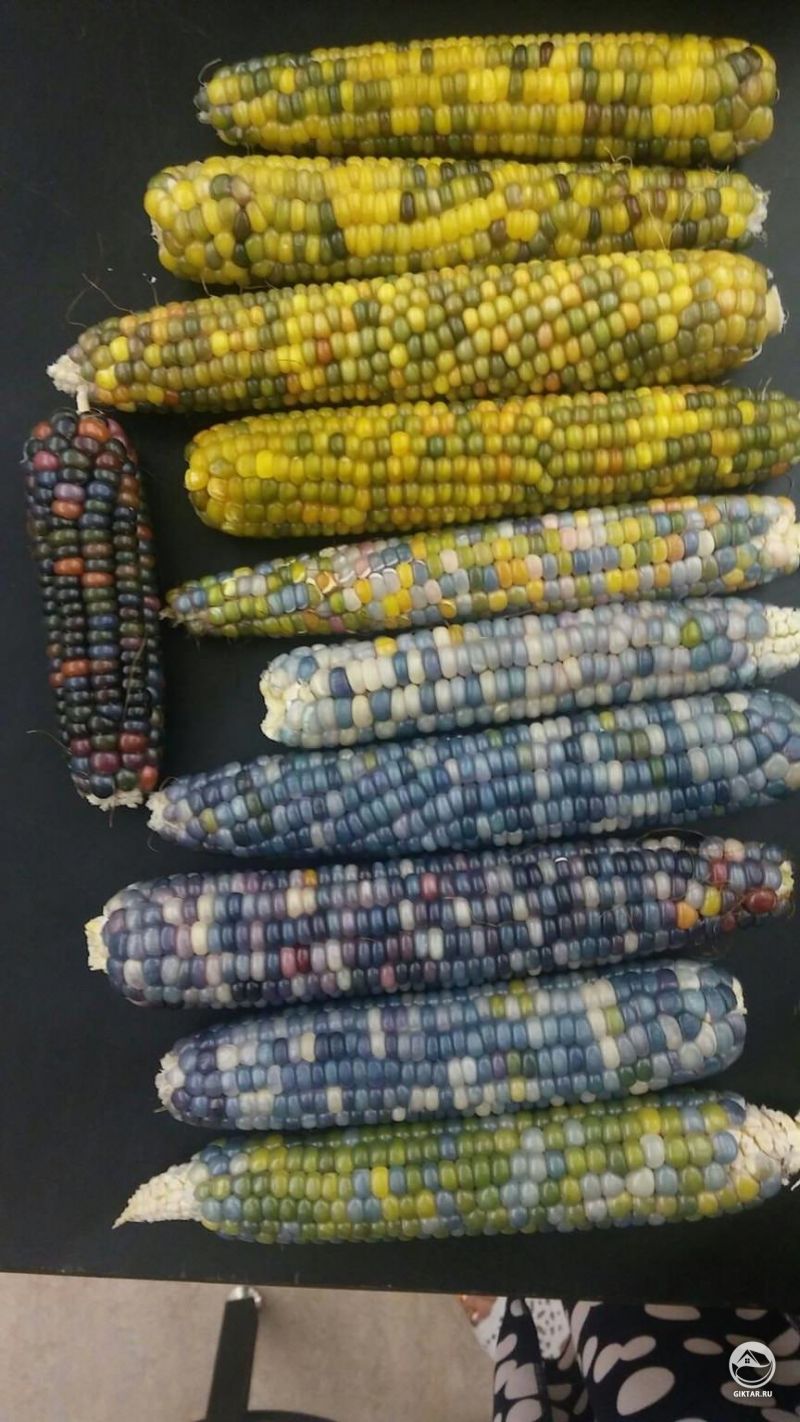 Радужная кукуруза