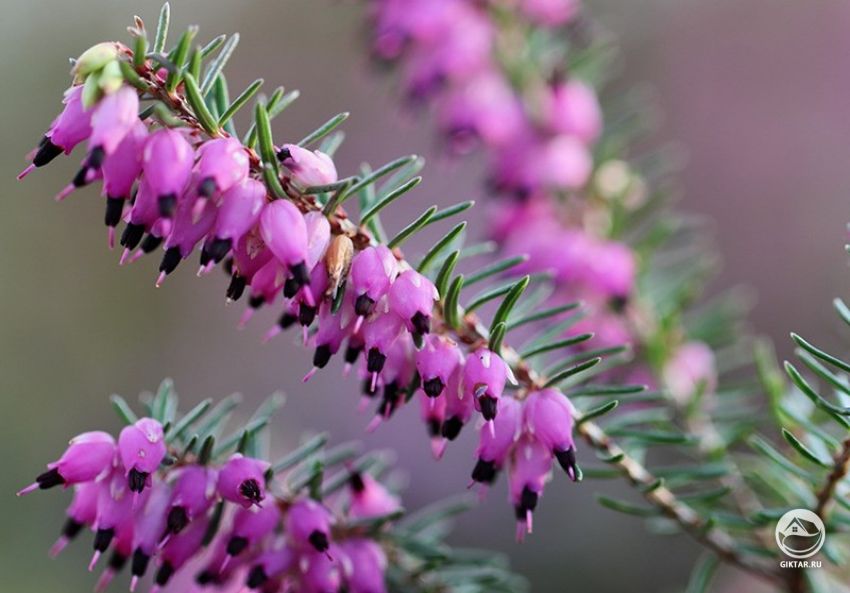 Эрика травянистая Эрика травянистая