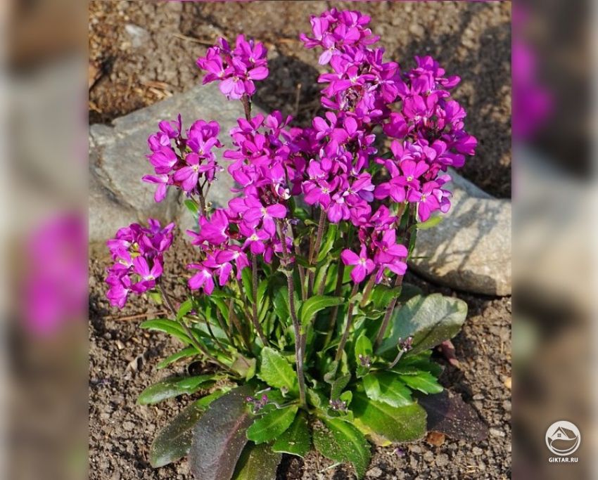 Арабис реснитчатолистный (Arabis blepharophylla) Арабис реснитчатолистный (Arabis blepharophylla)