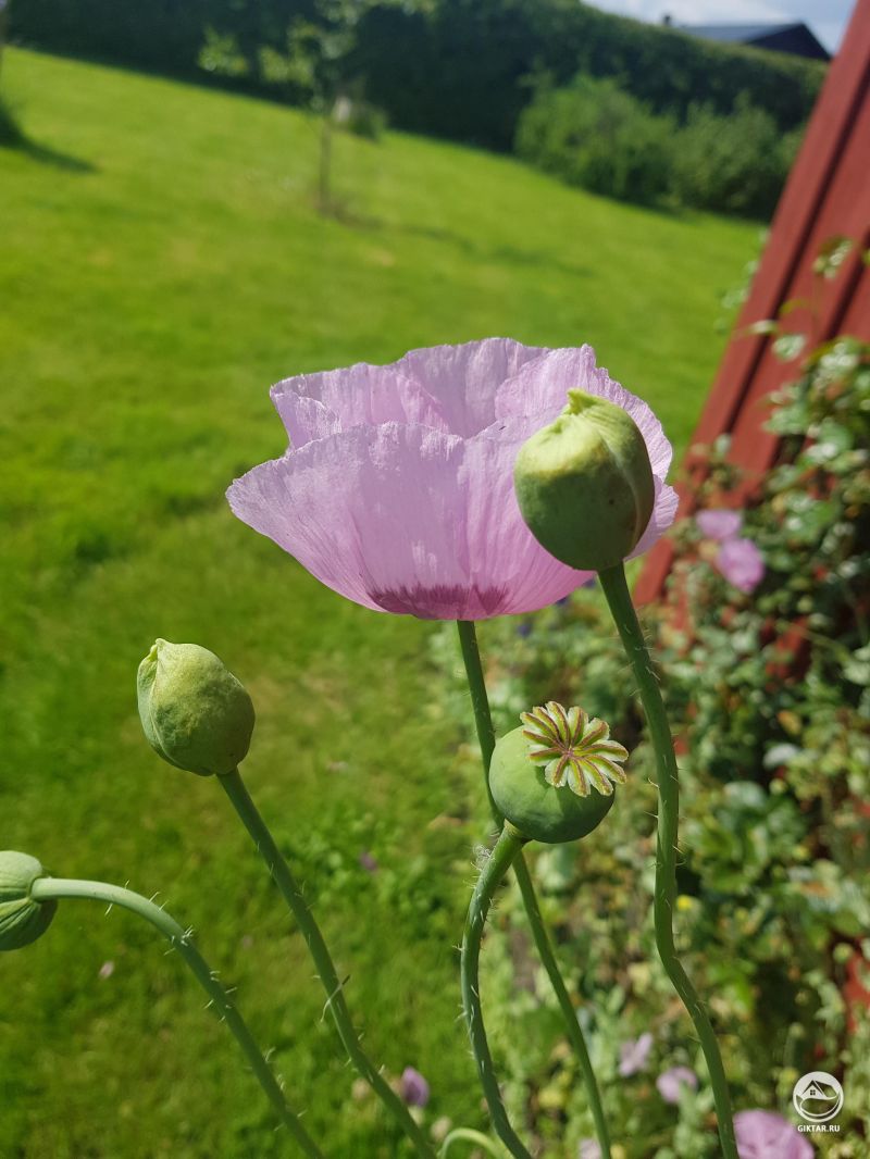 Розовый мак