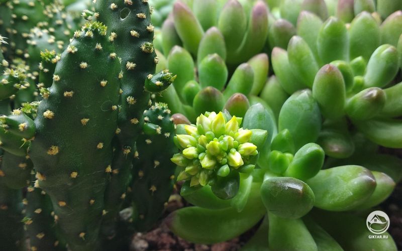 Мои счастливые кактусы