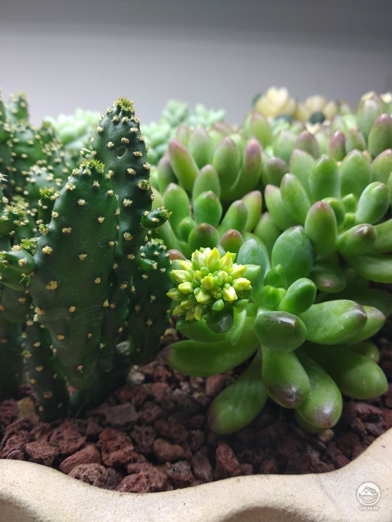 Мои счастливые кактусы