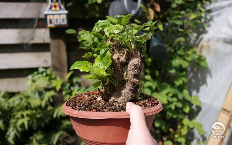 Плющ в качестве бонсай
