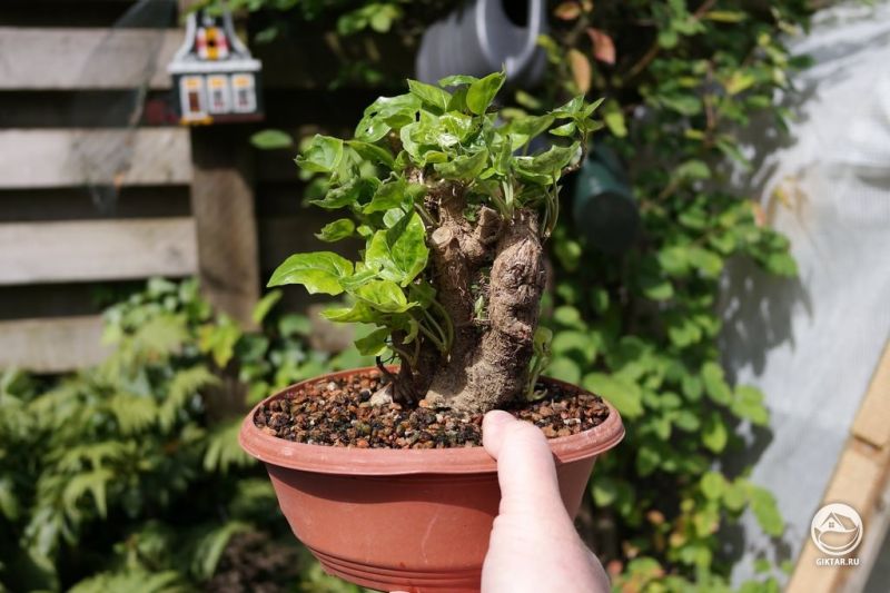 Плющ в качестве бонсай